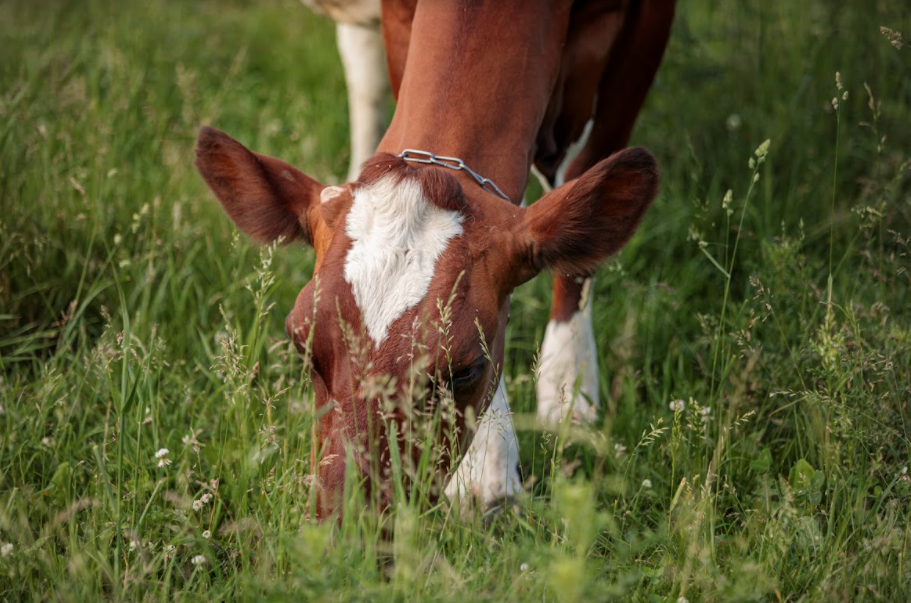 Dairy Grazing Project